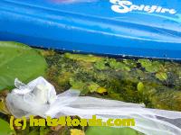 /home//u458753944/public_html/sourcegallery//Frogs/More bullfrogs/P8180189.JPG
